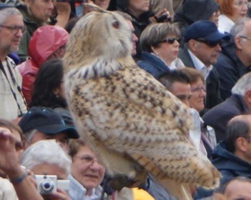 15 LE BAL DES OISEAUX FANTÔMES