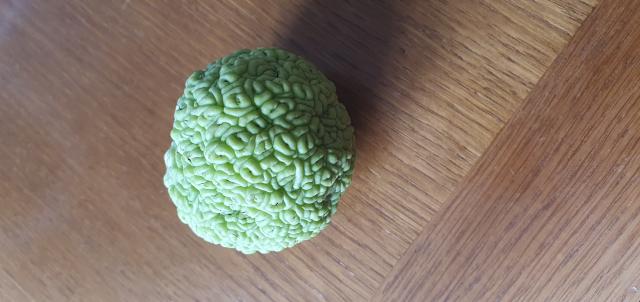 FRUIT de l'ORANGER DES OSAGES (non comestible)