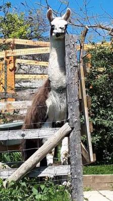 Lama Ferme du col à Jarjayes