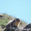 Oh la jolie marmotte !