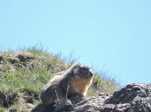 Oh la jolie marmotte !