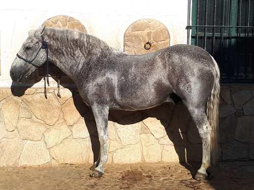 Ganaderia 