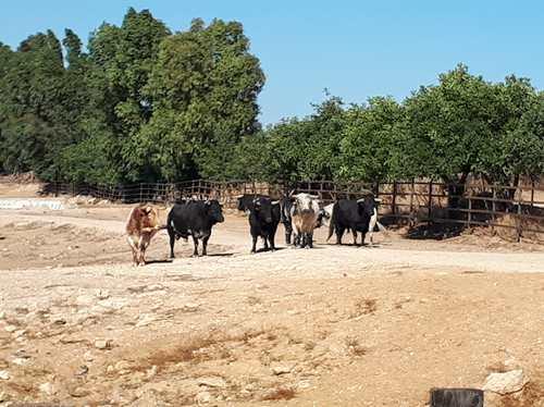 Ganaderia