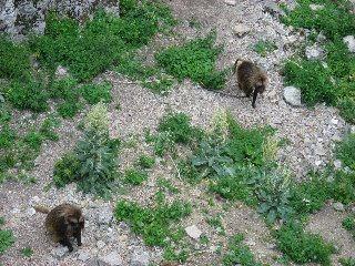 doubs20110615 034