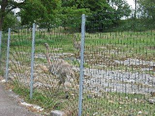 doubs20110615 039
