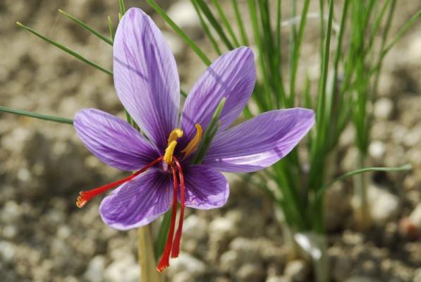 fleur-de-safran
