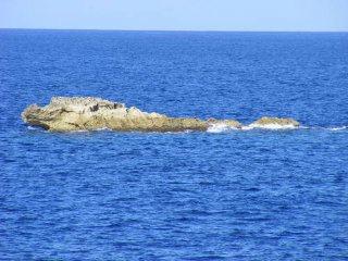 IMG_462a