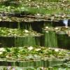 2014-06-20 Auvers-sur-Oise et Giverny